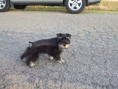 Two Cute Young Miniature Schnauzer Dogs On Road