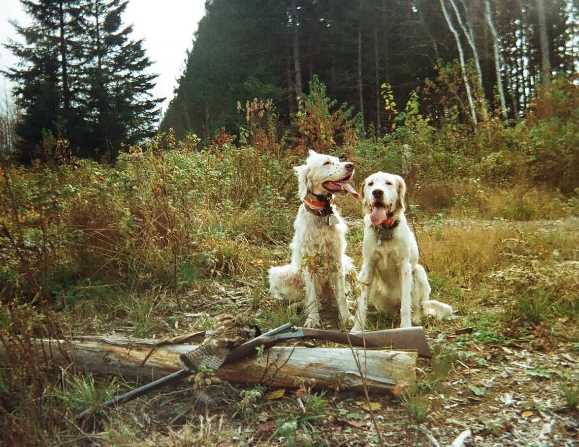 Two English Setter Dogs In Forest