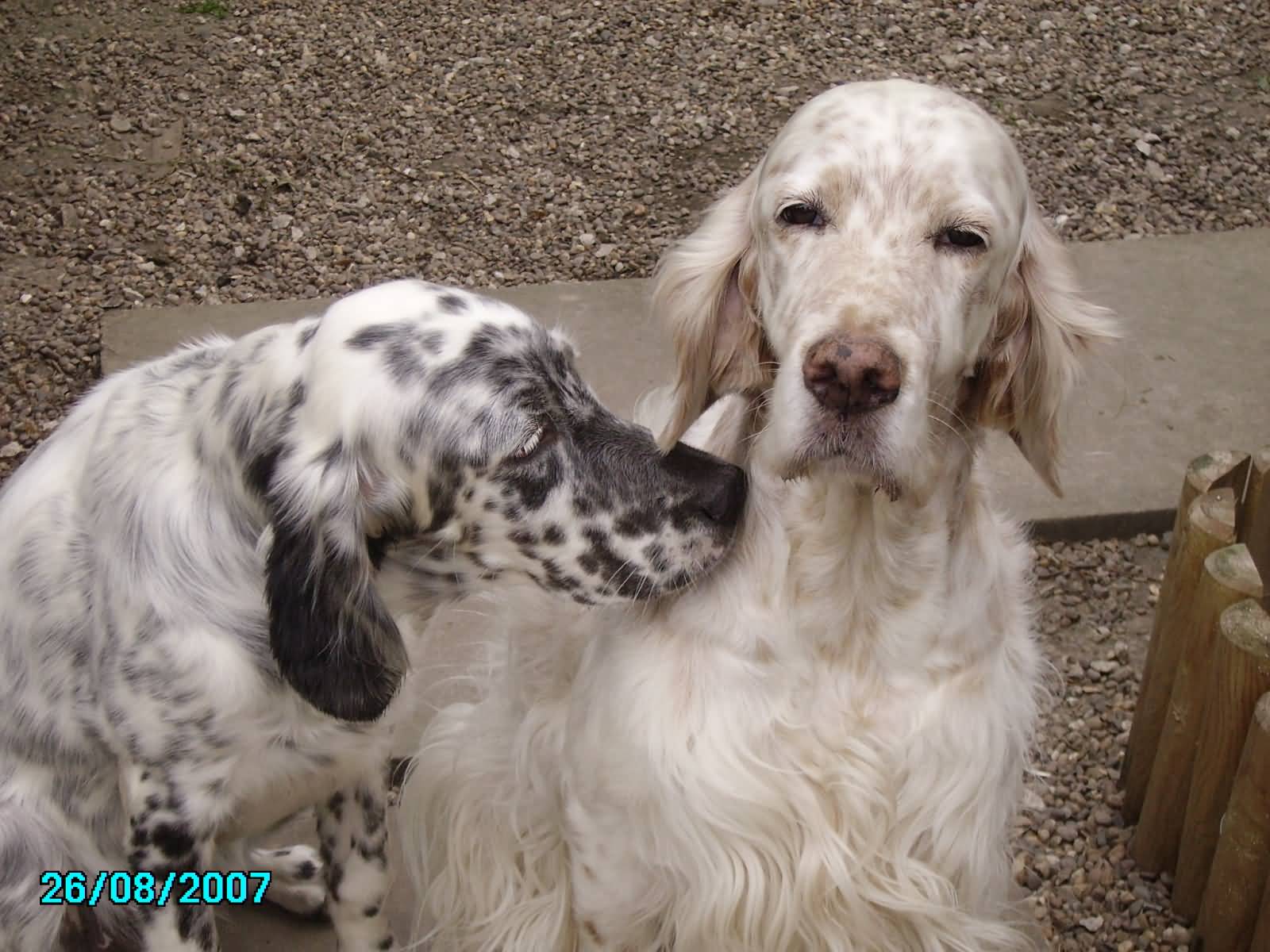 Two English Setter Dogs Picture