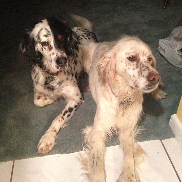 Two English Setter Dogs Sitting Down