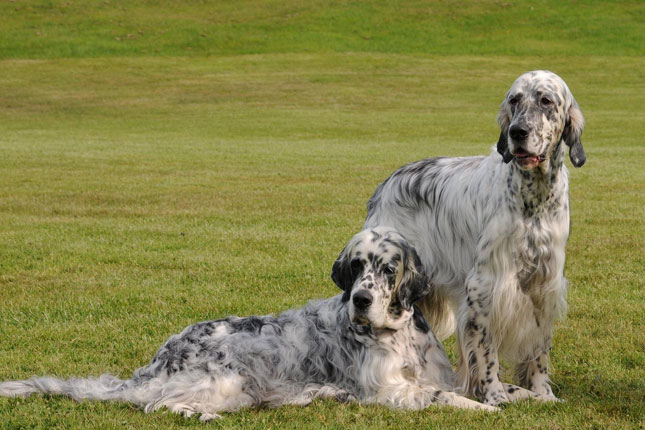 Two English Setter Dogs