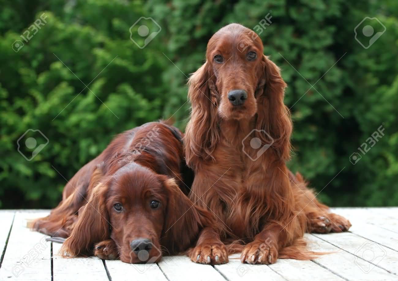Two Irish Setter Dogs Sitting