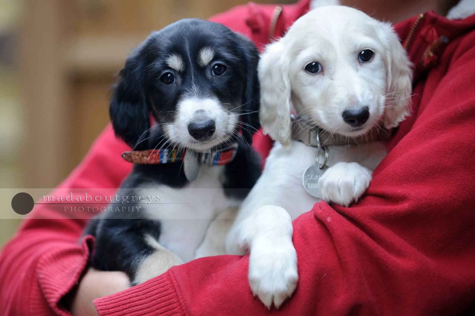 Two Little  Saluki Puppies In Hand