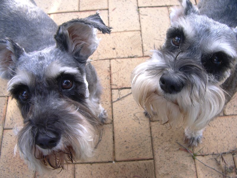 Two Miniature Schnauzer Dogs Looking Up