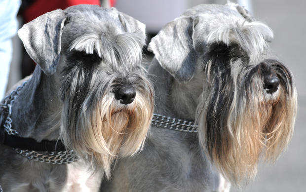 Two Miniature Schnauzer Dogs With Long Hair