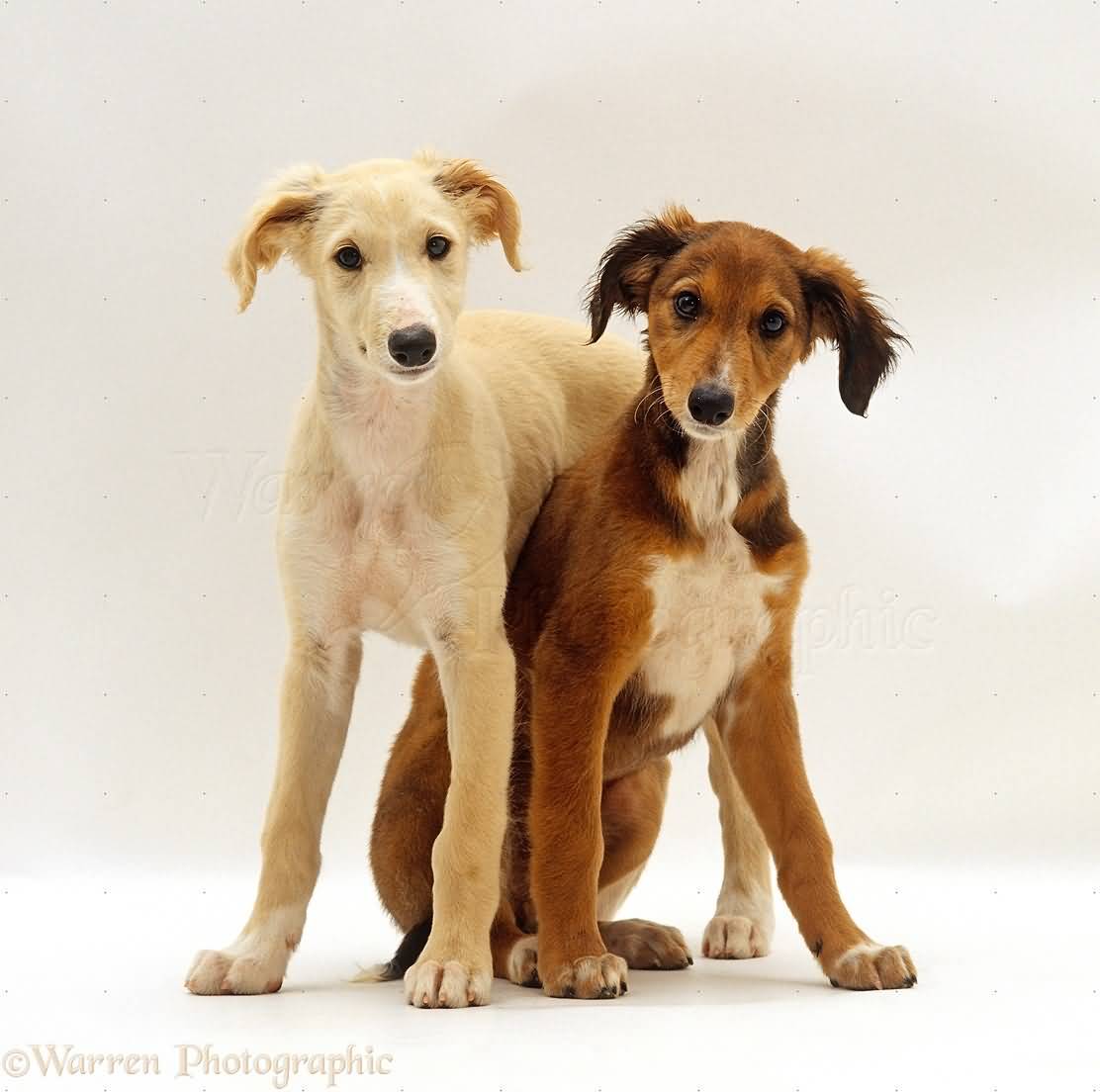 Two Saluki Puppies On White Background