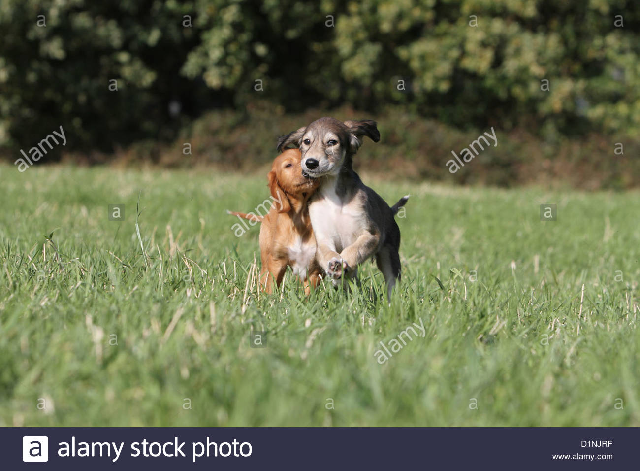 Two Saluki Puppies Running In A Meadow