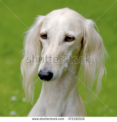 Typically White Saluki Dog
