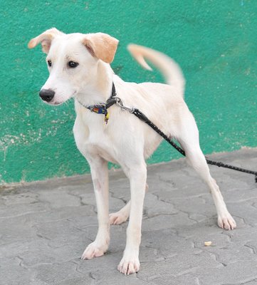 White Adult Saluki Dog