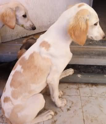 White And Brown Saluki Puppy
