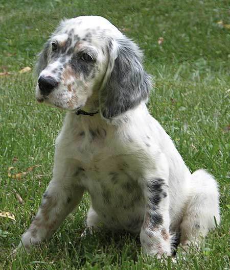 White And Gray English Setter Puppy
