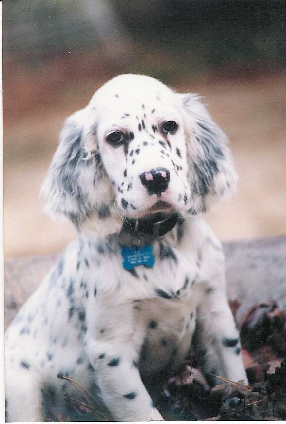White English Setter Puppy With Black Spots