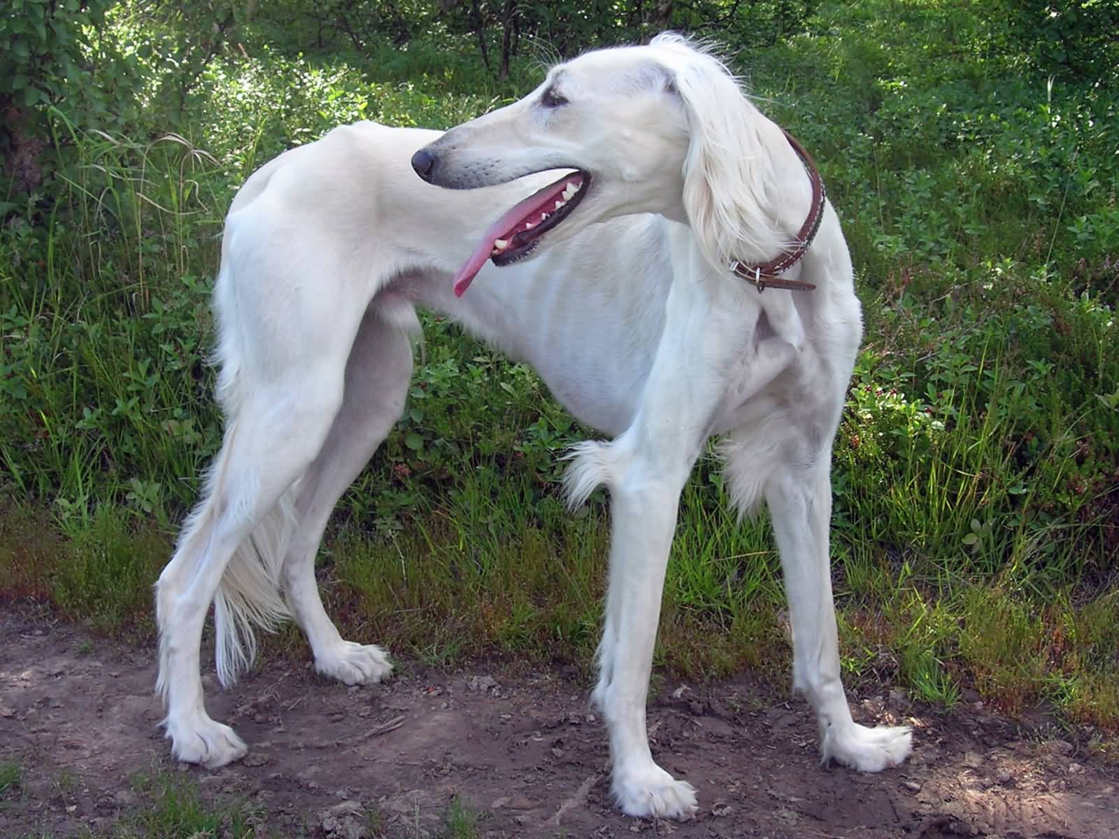 White Full Grown Saluki Dog