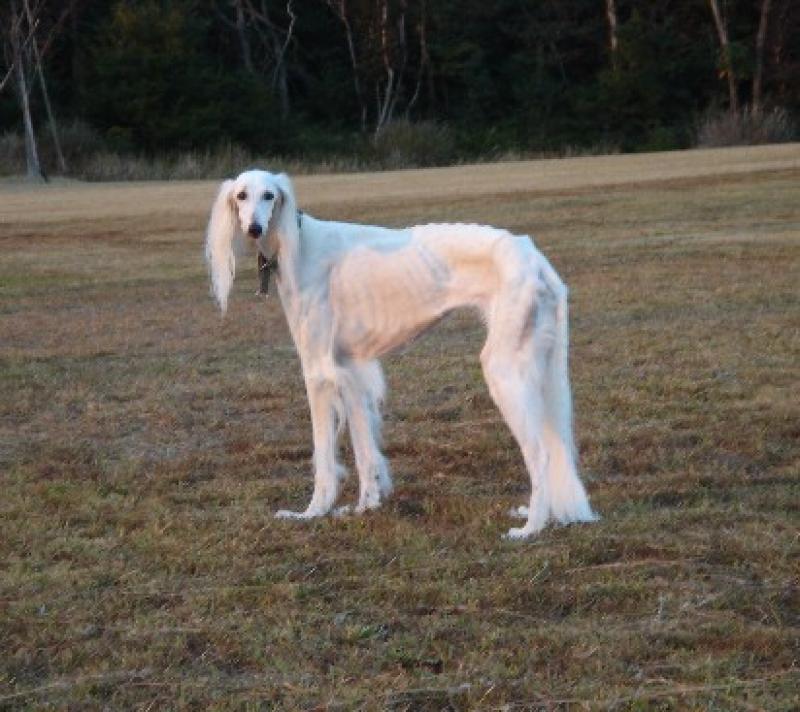 White Long Hair Saluki Dog