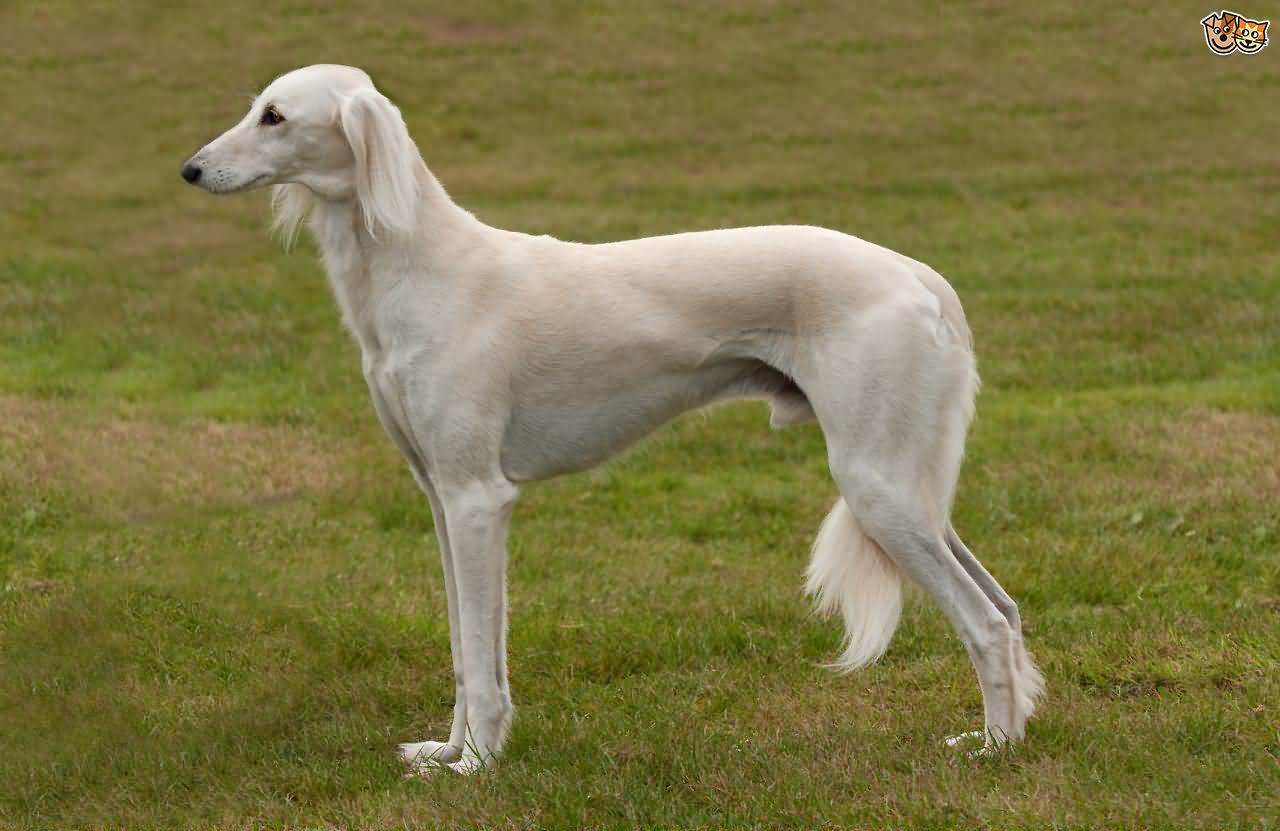 White Male Saluki Dog Side Pose