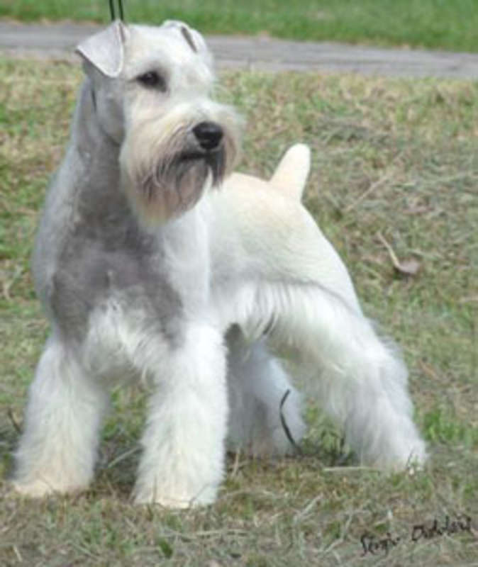 White Miniature Schnauzer Dog Picture