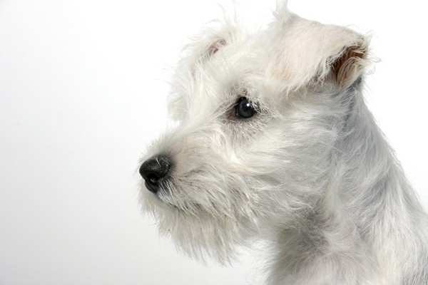 White Miniature Schnauzer Dog