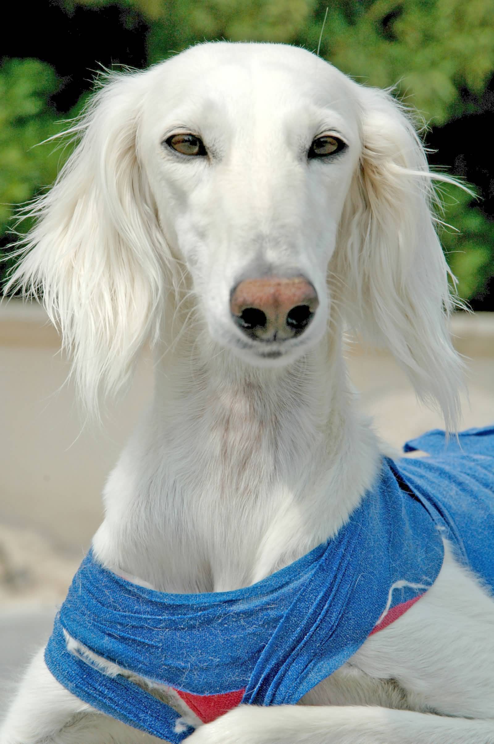 White Saluki Dog Face Closeup