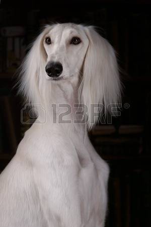 White Saluki Dog Portrait