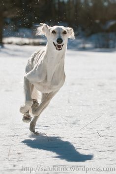 White Saluki Dog Running On Snow