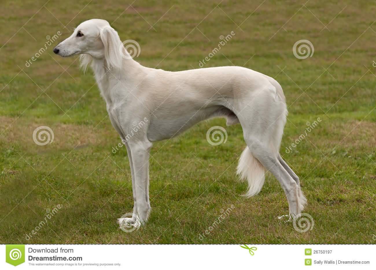 White Saluki Dog Side Pose