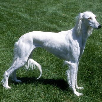 White Saluki Dog Standing On Grass