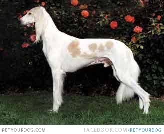 White Saluki Dog With Fawn Spots