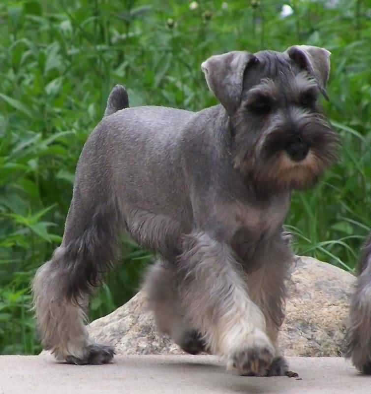 Young Miniature Schnauzer Dog With Short Tail