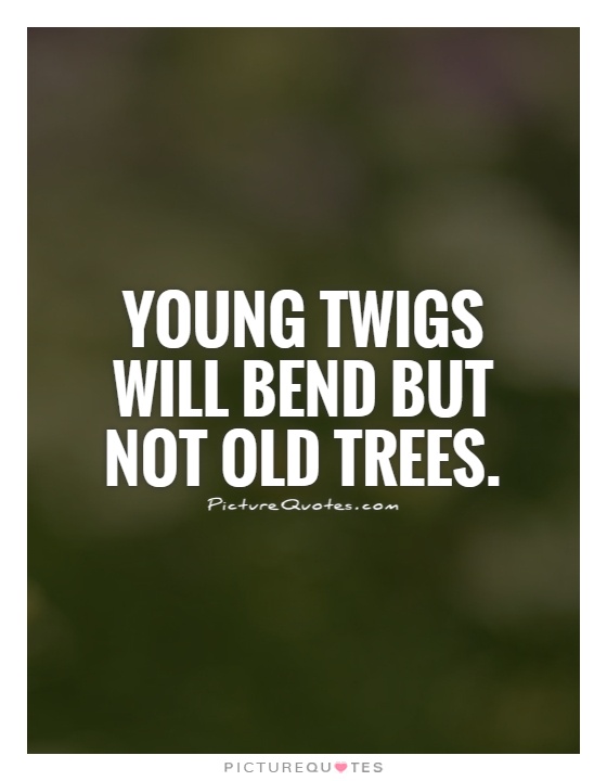 Young twigs will bend but not old trees