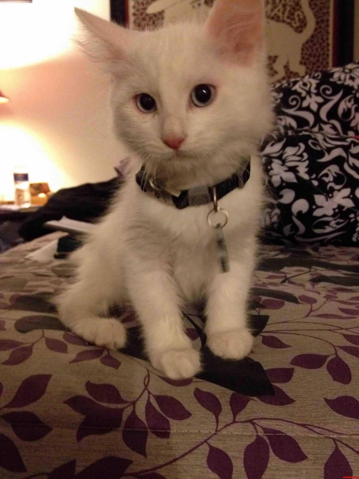 10 Week Old Turkish Van Kitten