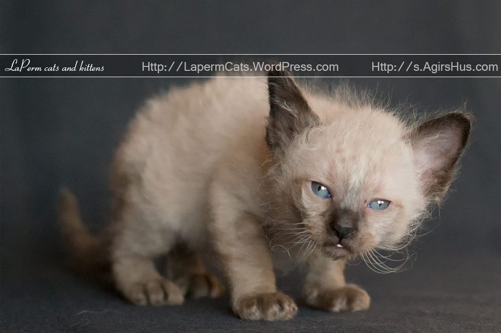 5 Weeks Old Laperm Kitten