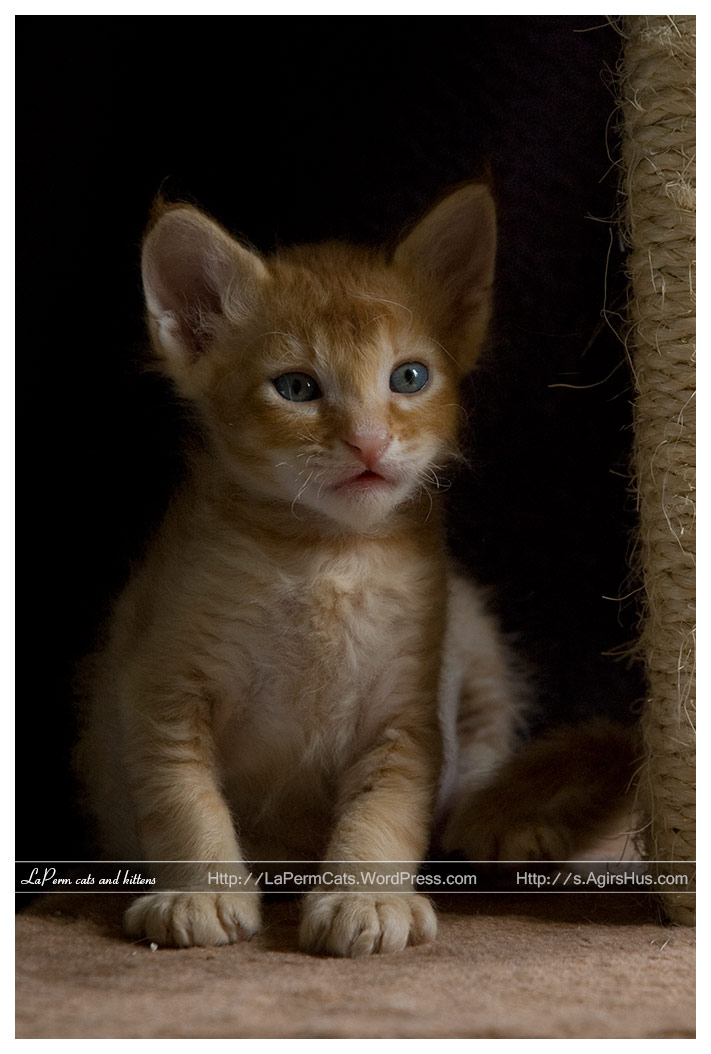 5 Weeks Old Orange And White Laperm Kitten