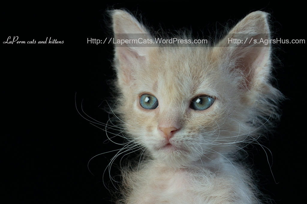 7 Weeks Old Laperm Kitten With Blue Eyes