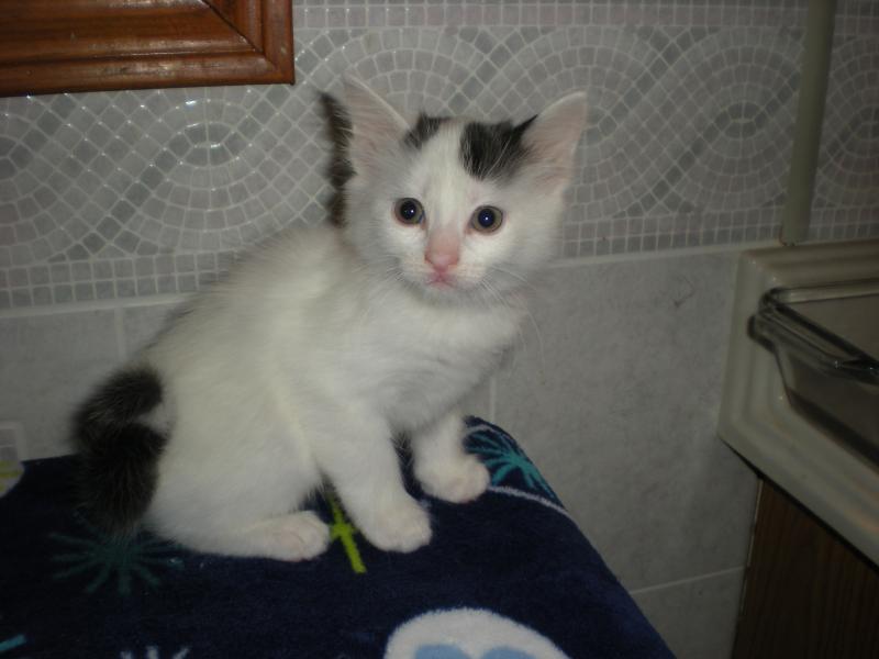 50 Most Cute Turkish Van Kitten Pictures