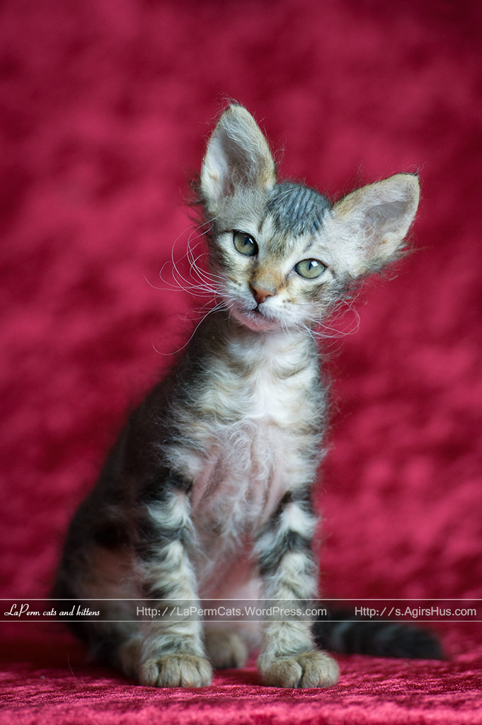 8 Weeks Old Laperm Kitten