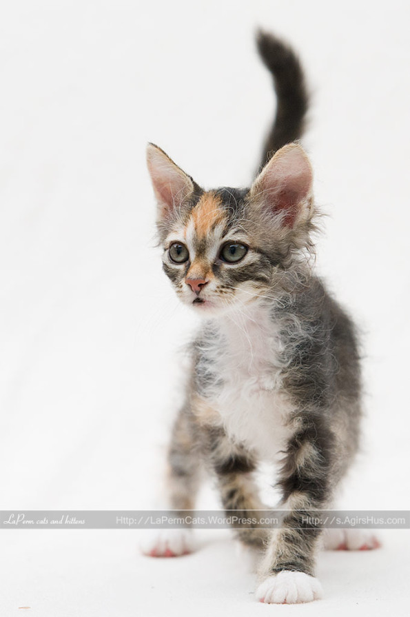 9 Weeks Old Tabby Laperm Kitten