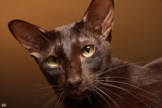 Adorable Havana Brown Cat Face