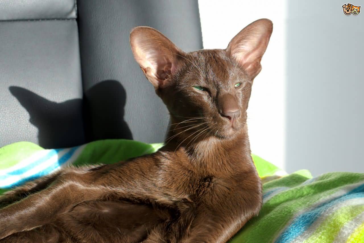 Adorable Havana Brown Cat