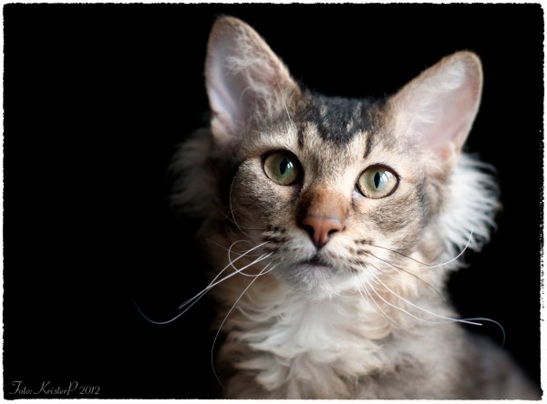 Adorable Laperm Cat Face Picture