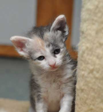 Adorable Laperm Kitten Picture