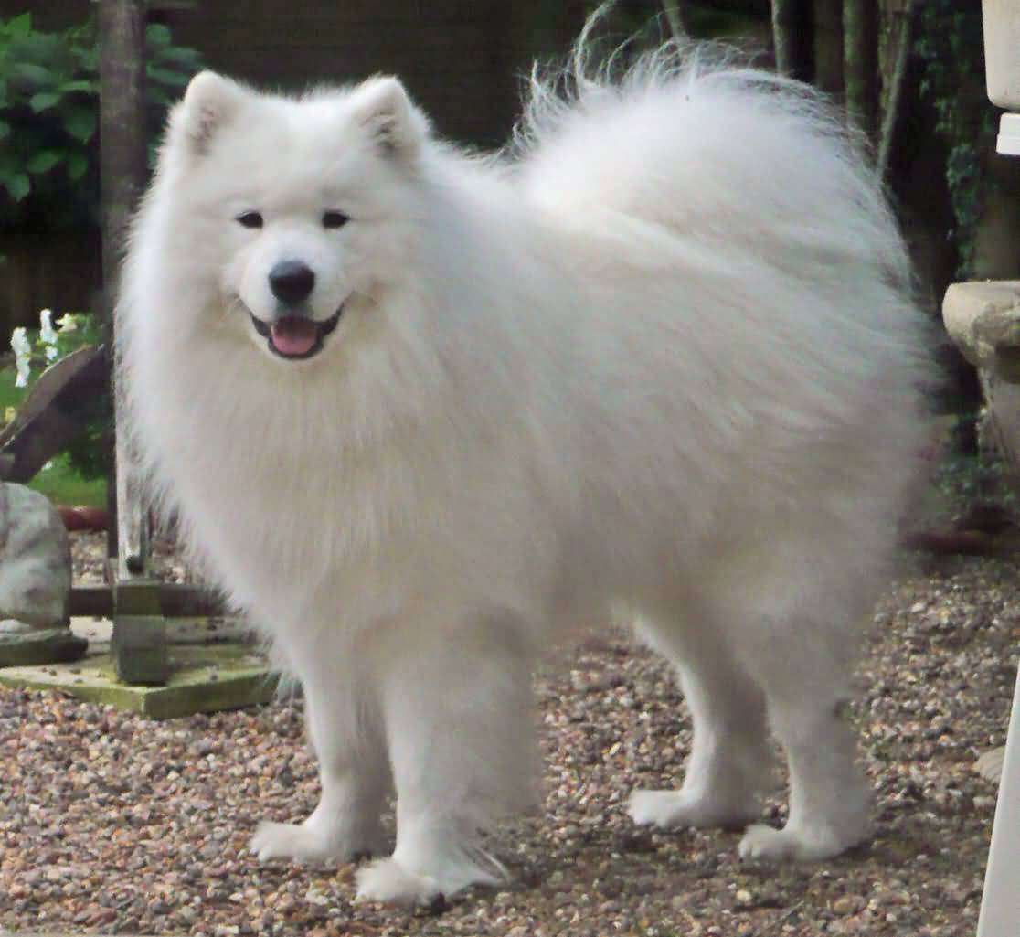 Adorable White Full Grown Samoyed Dog