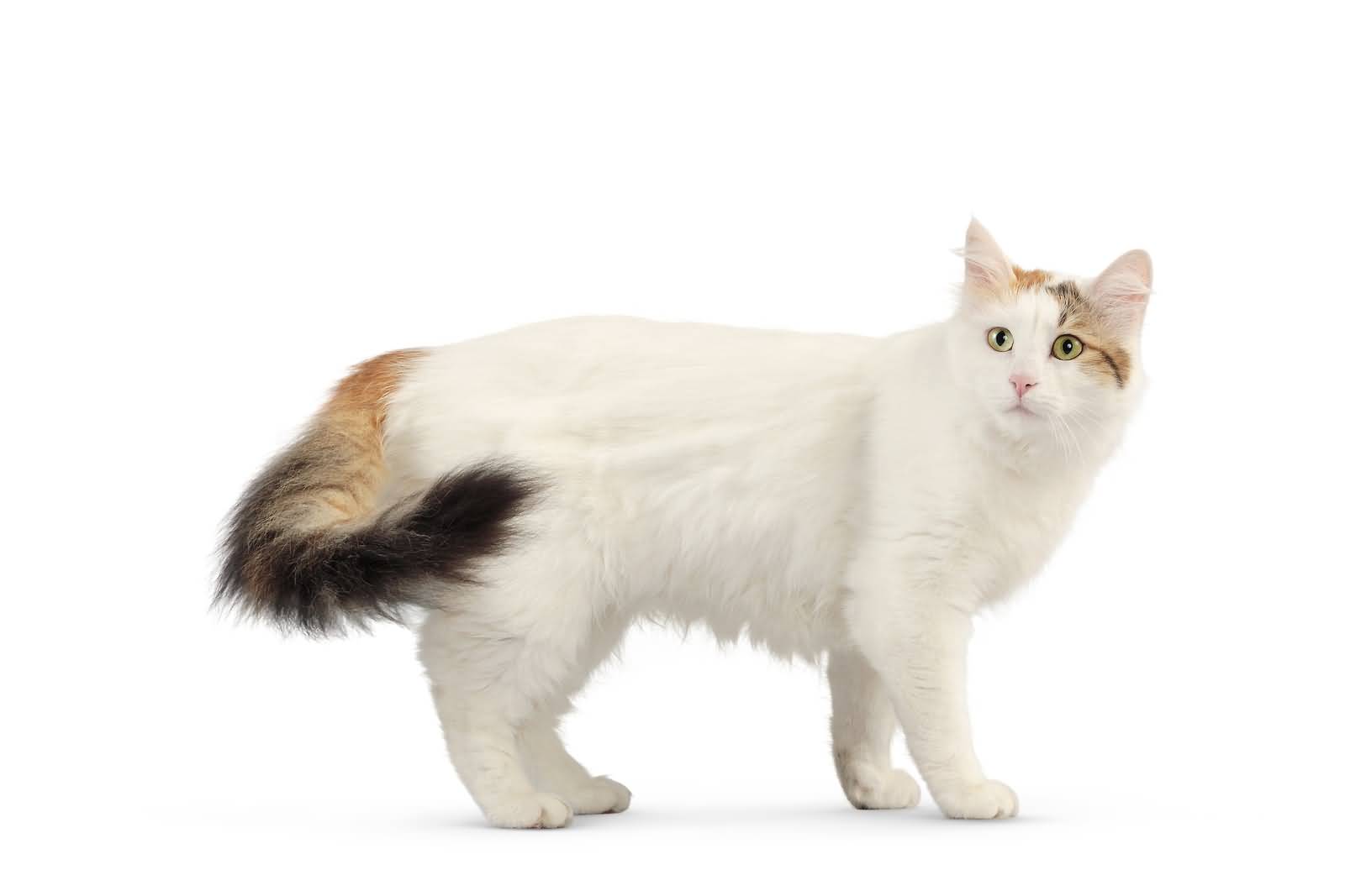 70 Adorable Turkish Van Cat Pictures And Images