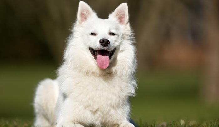 Adult Samoyed Dog Sitting On Grass With Open Mouth
