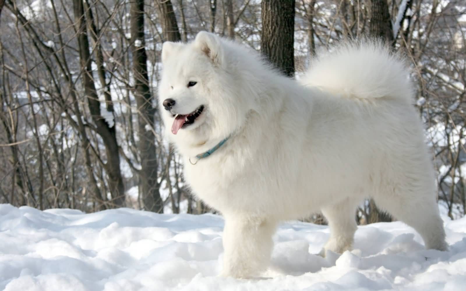 Adult White Samoyed Dog Standing On Snow