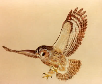 Amazing Flying Owl Tattoo Design