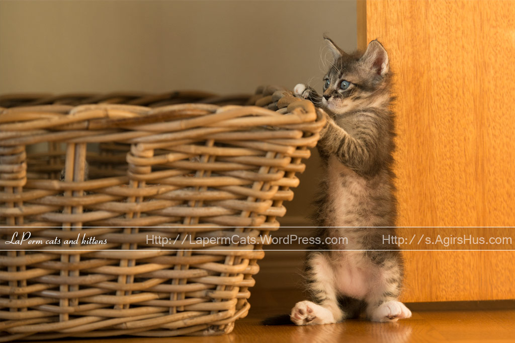 Amazing Laperm Kitten With Basket