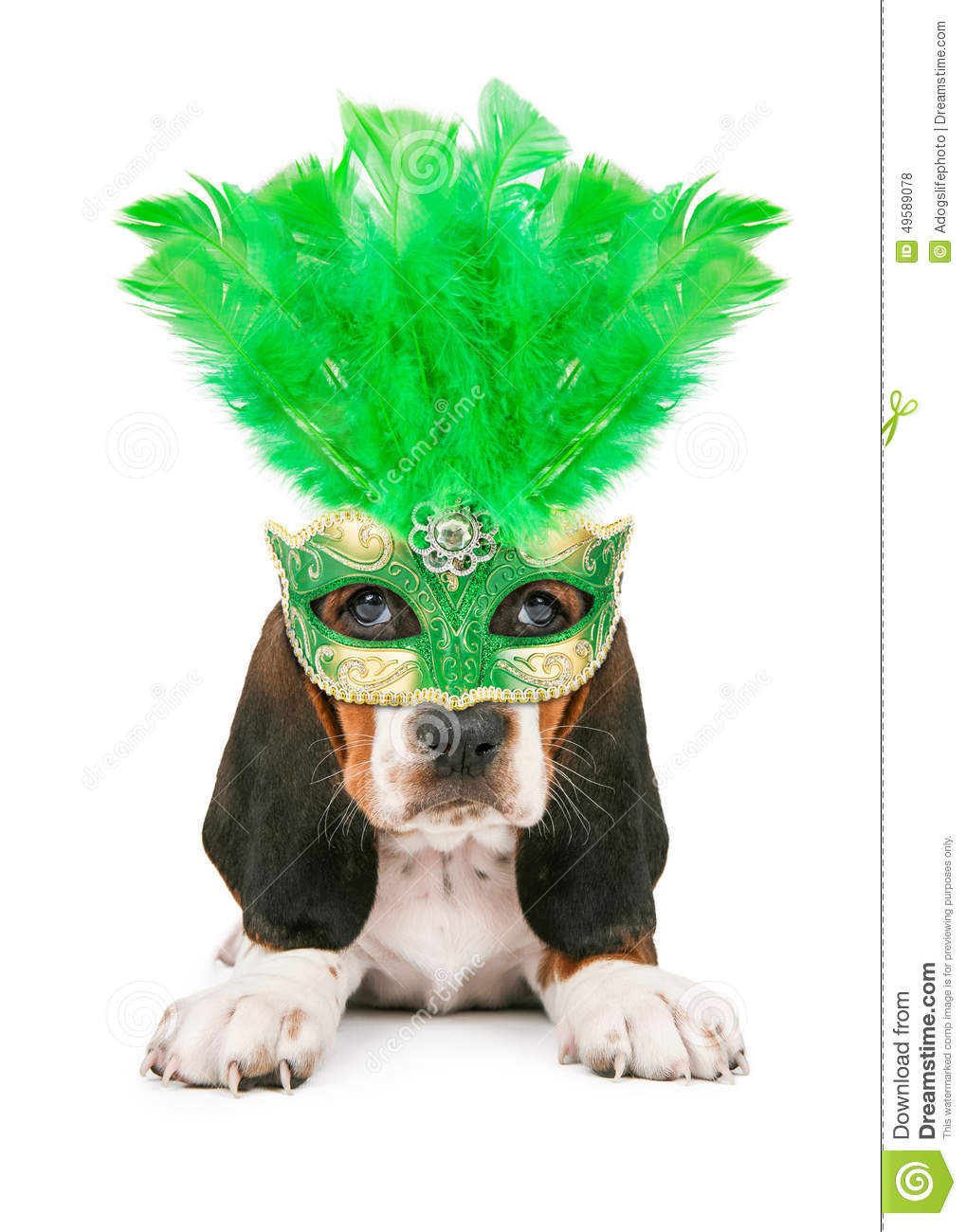 Beagle Dog Wearing Green Feathered Mardi Gras Mask