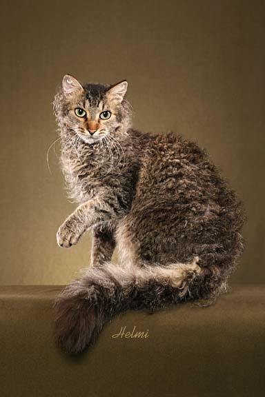Beautiful Curly Coated Laperm Cat