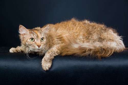 Beautiful Golden Laperm Cat Sitting