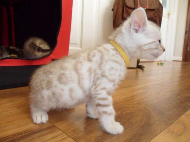 Beautiful Laperm Kitten